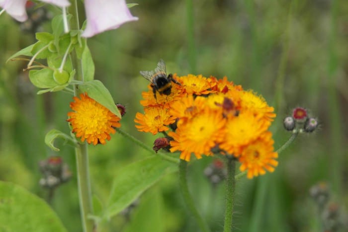 A bee is sitting on a flower